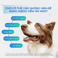 Xương Gặm Cho Chó Dr.Vet Dental Chew - Hỗ Trợ Sạch Răng, Giảm Hôi Miệng
