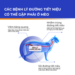 Hạt test máu trong nước tiểu mèo DR.VET