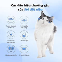 Viên tiết niệu cân bằng pH cho chó mèo Dr.Vet
