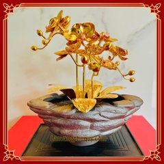 Lan vàng Phú Quý mini - LVMN01