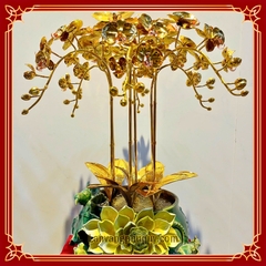 Lan vàng Phú Quý - MVPQ31