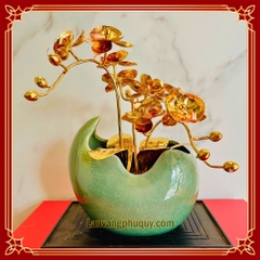 Lan vàng Phú Quý mini - LVMN03