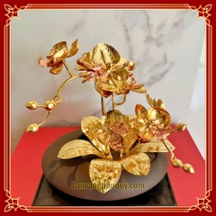 Lan vàng Phú Quý mini - LVMN05