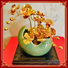 Lan vàng Phú Quý mini - LVMN03