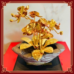 Lan vàng Phú Quý mini - LVMN01