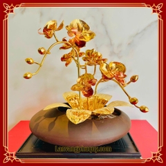 Lan vàng Phú Quý mini - LVMN05