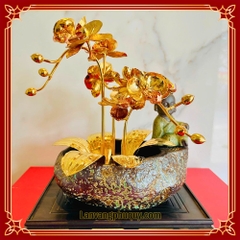 Lan vàng Phú Quý mini - LVMN04