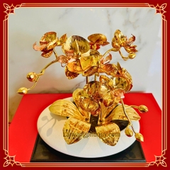 Lan vàng Phú Quý mini - LVMN10