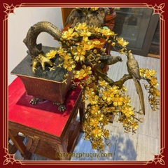Mai Vàng Uyên Ương - LVPQ18