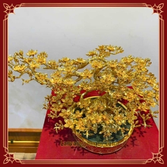 Mai Vàng Phú Quý - MVPQ03