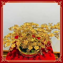 Mai Vàng Phú Quý - MVPQ03