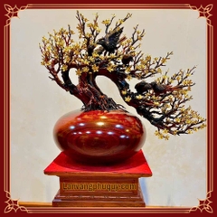 Mai Vàng Phú Quý - MVPQ02