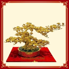 Mai Vàng Phú Quý - MVPQ03