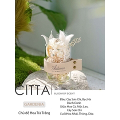 CITTA Hộp Quà Tinh Dầu Thơm Khuếch Tán Trang Trí PLANT SPIRIT Decor Bàn Làm Việc