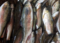 Đặc sản cá mát
