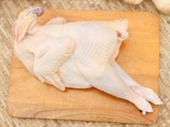 gà dai túi trắng
