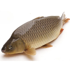 cá chép 1kg