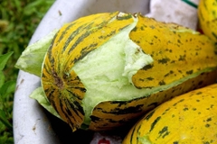dưa bở　果物まくわうり