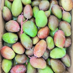xoài bao tử　小さいマンゴ-