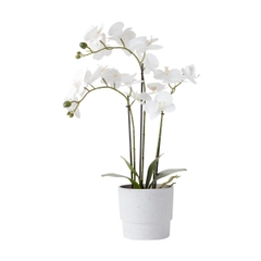 Cây trang trí MATINUS nhựa PE/thép xanh lá/trắng C62cm