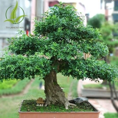 Cây Nguyệt Quế