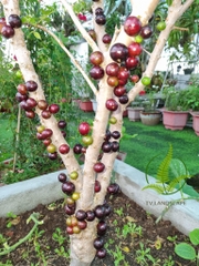 Cây Nho Thân Gỗ