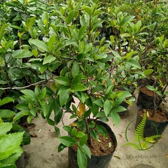 Cây Lan Tiêu