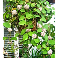 Cây Lan cẩm cù