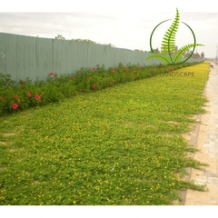 Cây Cỏ Lạc