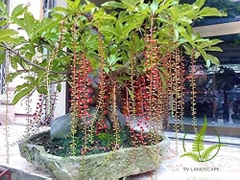 Cây Lộc Vừng