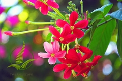Cây sử quân tử