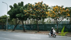 Cây Vàng Anh