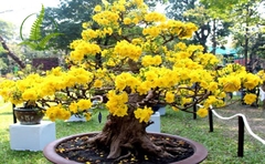 Cây Mai Vàng
