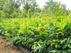 Cây Lát Hoa