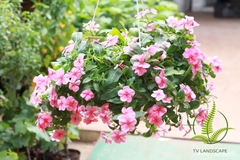 Cây Dừa Cạn