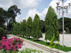 Cây Hoàng Nam