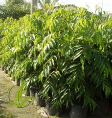 Cây Hoàng Nam