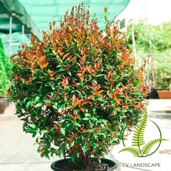 Cây Hồng Lộc