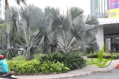 Cây Kè Bạc