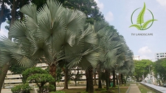 Cây Kè Bạc