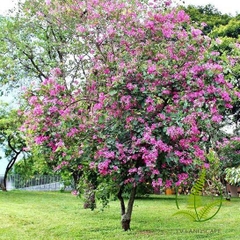 Cây Móng Bò