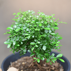 Cây Nguyệt Quế