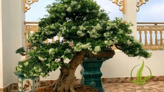 Cây Nguyệt Quế