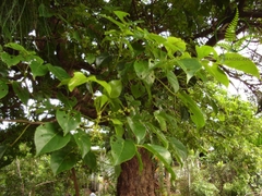 Cây Nhội