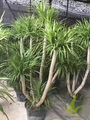Cây Phát Tài Núi