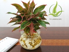 Cây Phú quý thủy sinh