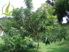 Cây Sao Đen