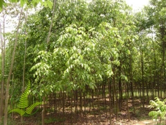 Cây Sao Đen