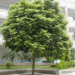 Cây Sấu