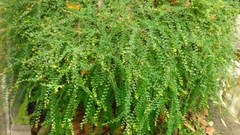 Cây Sơn Liễu